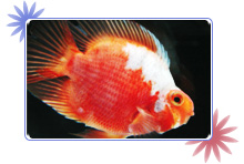 熱帯魚イメージ5