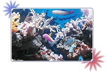 �i�K�V���I���W�i���Z�b�g�C���[�W2